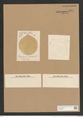 Campylodiscus browneanus Grev. (de-Toni-Nr.: Genus 57, Species 2472) Zeichnungen Sammlung Grunow Nr. 4974 (NHMW-BOT-W0373206)